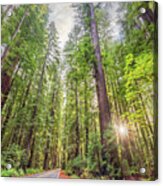Redwood Forest Road Acrylic Print