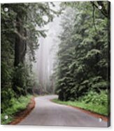 Redwood National And State Park On U.s. 101 In Northern California Acrylic Print