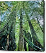 Redwood National Park Trees Acrylic Print