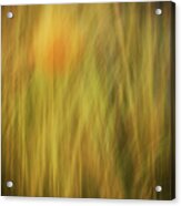 Reeds And Weeds Acrylic Print