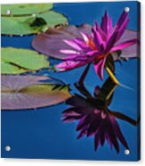 Reflection Of A Water Lily #3 Acrylic Print