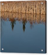 Reflections On A Wetland Lake Acrylic Print