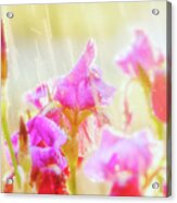 Refreshing Spring Rain Acrylic Print