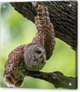 Relaxing Male Barred Owl Acrylic Print