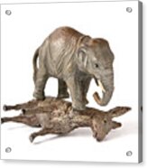 Republican Elephant On Top Of Democratic Donkey Acrylic Print