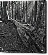 Restful Light Black And White Acrylic Print