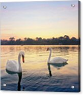 Restronguet Swans At Sunrise Acrylic Print