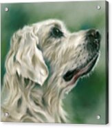 Retriever Dog In Profile Acrylic Print