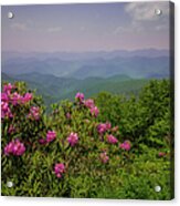 Rhododendron In The Blue Ridge Mountains Acrylic Print