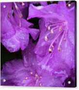 Rhododendron Acrylic Print