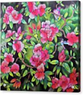 Rhododendron With Hummingbirds Acrylic Print
