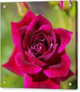 Rich And Deep Pink Rose Acrylic Print