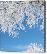 Rime Frost In The Tetons Acrylic Print
