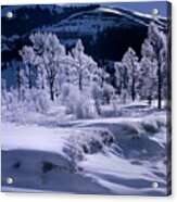 Rime Ice On Trees Lamar Valley Yellowstone National Park Acrylic Print