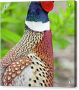 Ring-necked Pheasant Acrylic Print