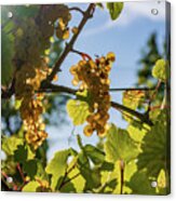 Ripe Grapes Hanging In The Afternoon Sun Acrylic Print