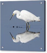 Ripples -- Snowy Egret At The Merced National Wildlife Refuge, California Acrylic Print