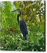 River Park Heron Acrylic Print