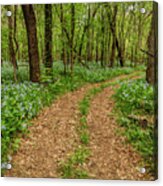 Road Through The Woods Acrylic Print