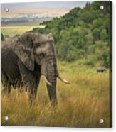 Roaming The Savannas Acrylic Print