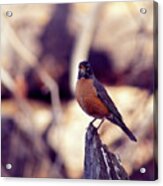 Robin, El Dorado National Forest, California, U.s.a. Acrylic Print