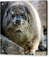 Rock Hyrax Looking At You Acrylic Print