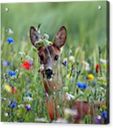 Roe Deer Amid Wildflowers Acrylic Print