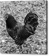 Rooster Bw Acrylic Print