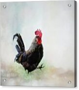 Rooster Walking Acrylic Print
