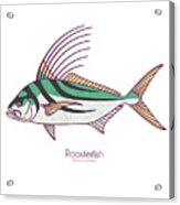 Roosterfish Acrylic Print