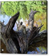 Root And Reflection In The Lake Acrylic Print