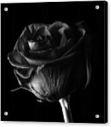 Rose #3, January 2017 Acrylic Print