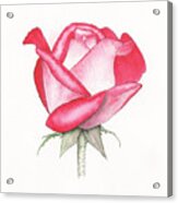 Rose Blushing Acrylic Print