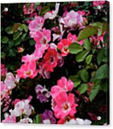 Rose Bushes Full Of Roses In Full Bloom. Acrylic Print