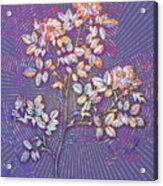 Rose Corymb Mosaic Botanical Art On Veri Peri N.0080 Acrylic Print