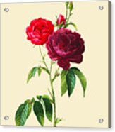 Rose Garden Acrylic Print