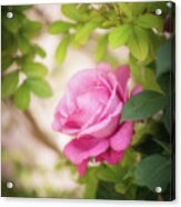 Rose In The Light Acrylic Print