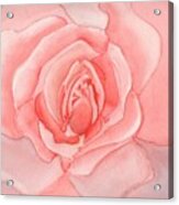 Rose Petals Acrylic Print