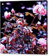 Rose With Filter V3 Acrylic Print