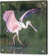 Roseate Spoonbill And American White Pelican 3415-111920-3 Acrylic Print
