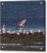 Roseate Spoonbills Gather Together 4 Acrylic Print