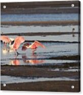 Roseate Spoonbill Chasing Each Other Acrylic Print