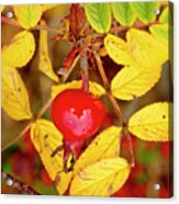 Rosehip. Winter Is Coming. Acrylic Print