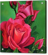 Roses- Double Delight Acrylic Print