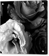 Roses In Black And White Acrylic Print