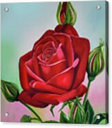 Roses- Red Rose Acrylic Print