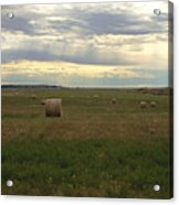 Round Hay Bales And Summer Sky Acrylic Print