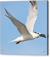 Cabot's Tern And Its Catch Acrylic Print