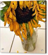 Rubino Brand Sunflower Sad Droop Bouquet Acrylic Print
