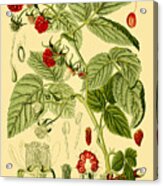 Rubus Idaeus Acrylic Print